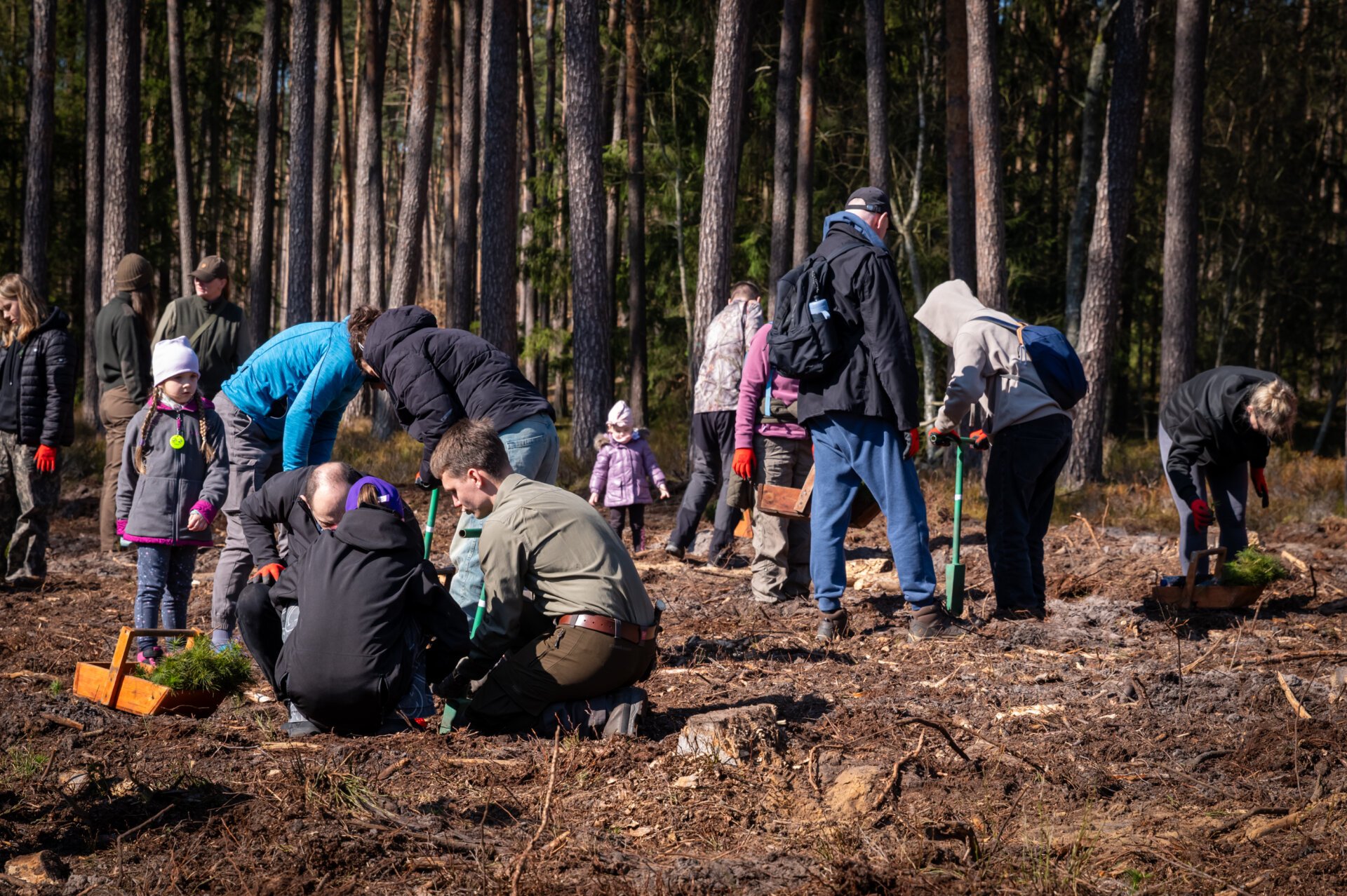 4 tysiące drzew na pierwszy dzień wiosny. Mieszkańcy i leśnicy posadzili las w Trzebieży
