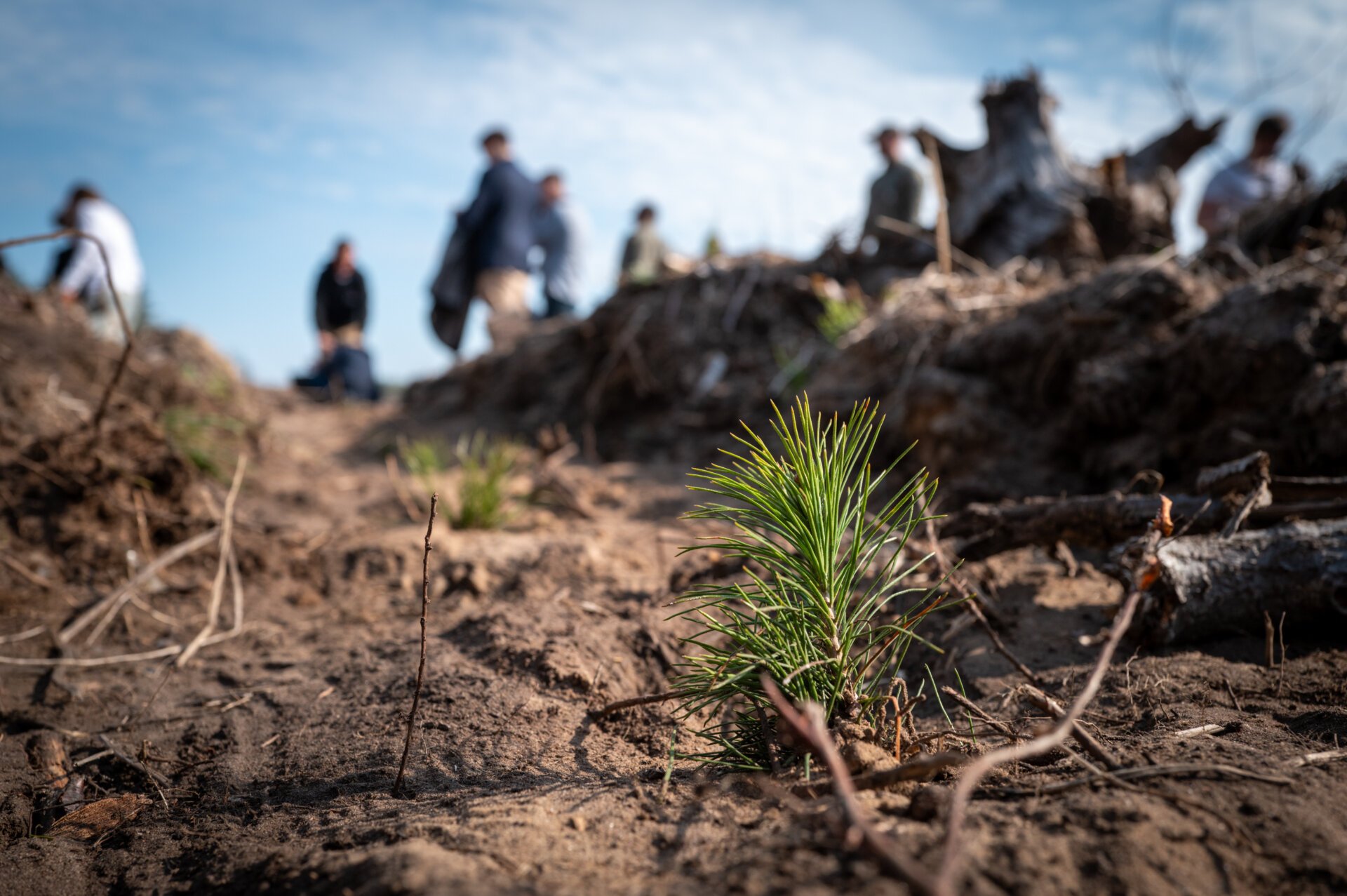 sadzonka sosny ok. 25 cm w ziemi