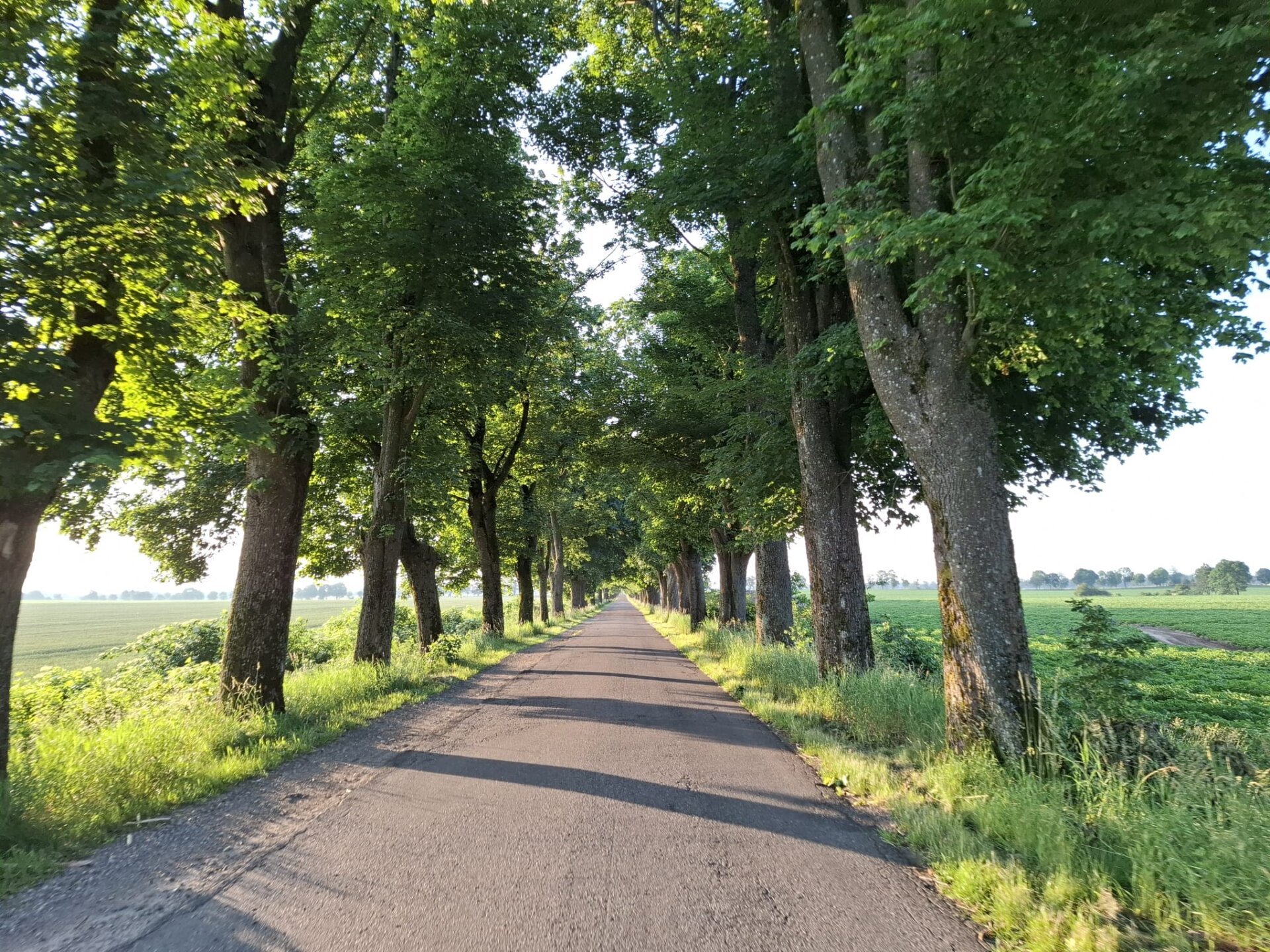 Jedna z dróg w okolicach Świdwina, po bokach lipy - fot. archiwum.