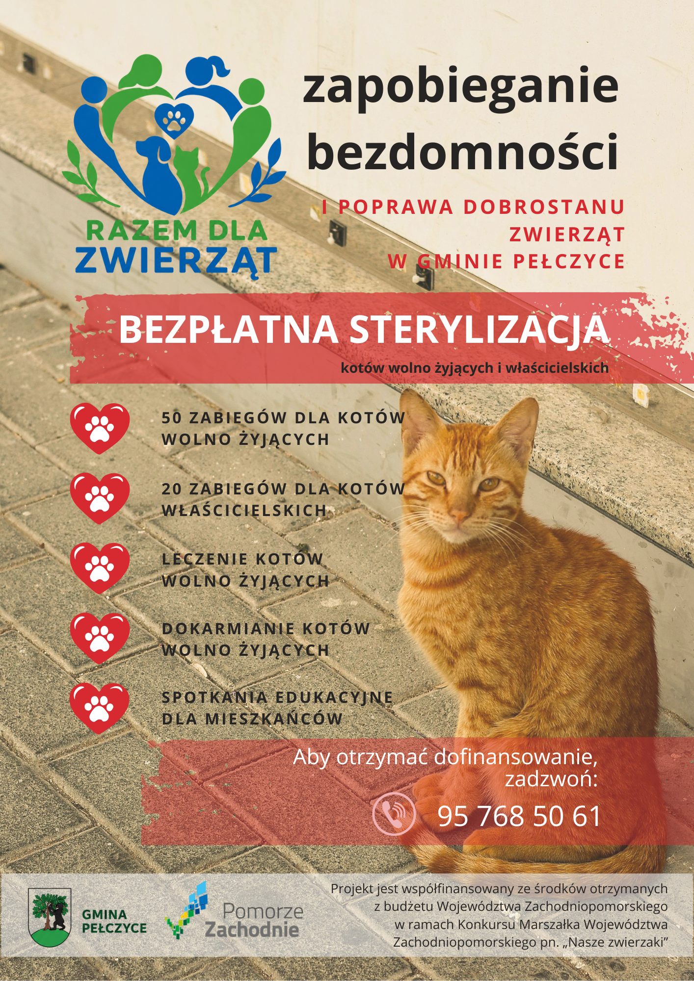 na plakacie informacja o akcji bezpłatnej sterylizacji i kastracji kotów wolno żyjących i właścicielskich w Gminie Pełczyce, na plakacie rudy kot
