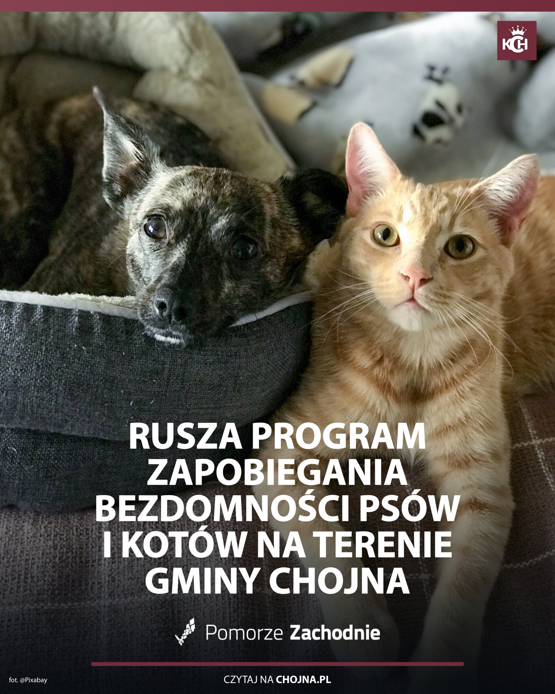 pies i kot oraz informacja o naborze do programu zapobiegania bezdomności psów i kotów na terenie gminy Chojna